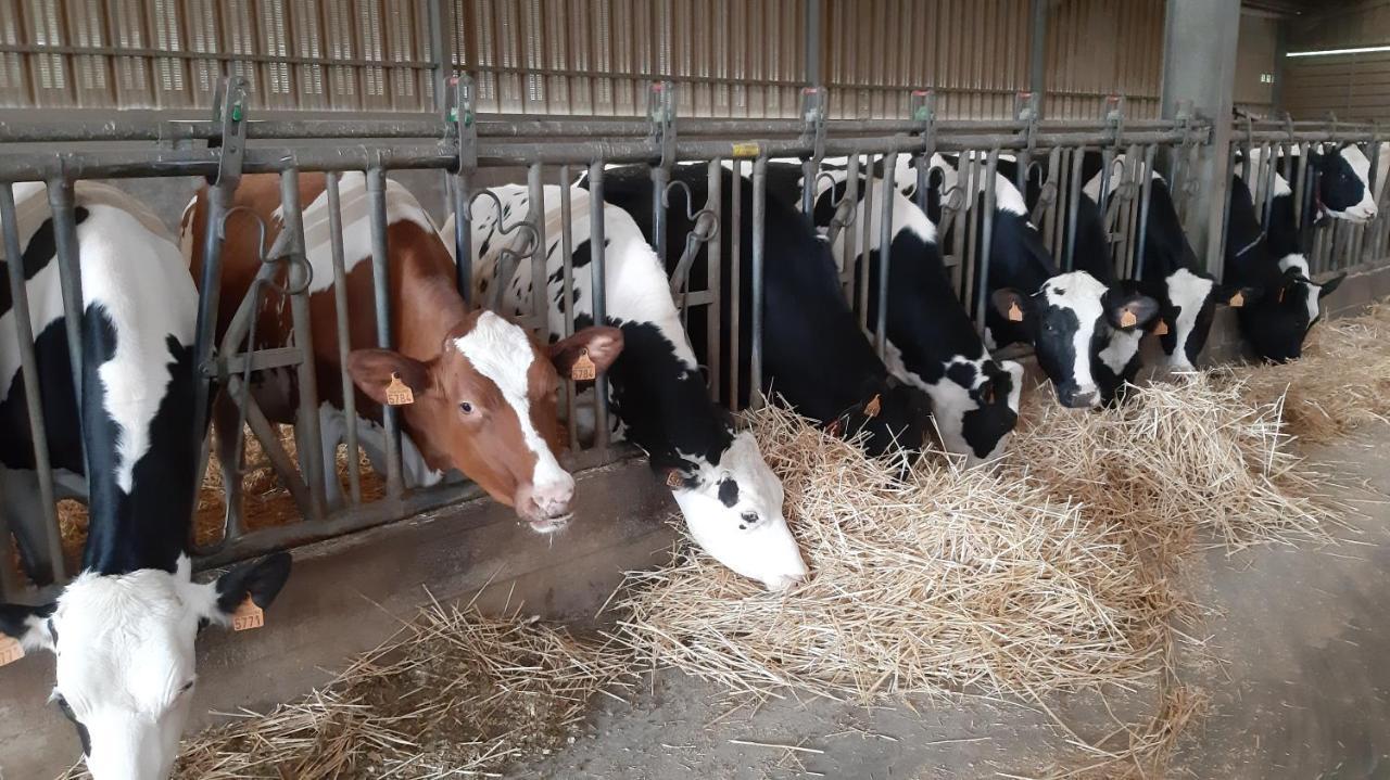 Gite Perle De L'Ecaillon Saint-Martin-sur-Écaillon Esterno foto